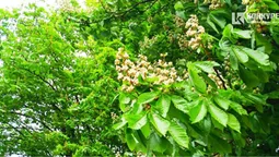 У Луцьку розквітли каштани (фото)