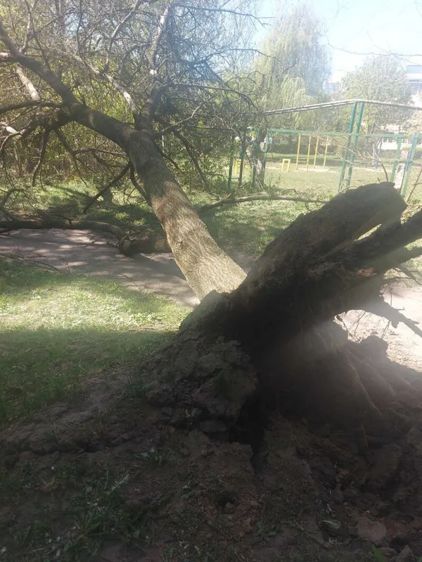 Повалені дерева і зірвані дахи: у Луцькій громаді ліквідовують наслідки буревію (фото)