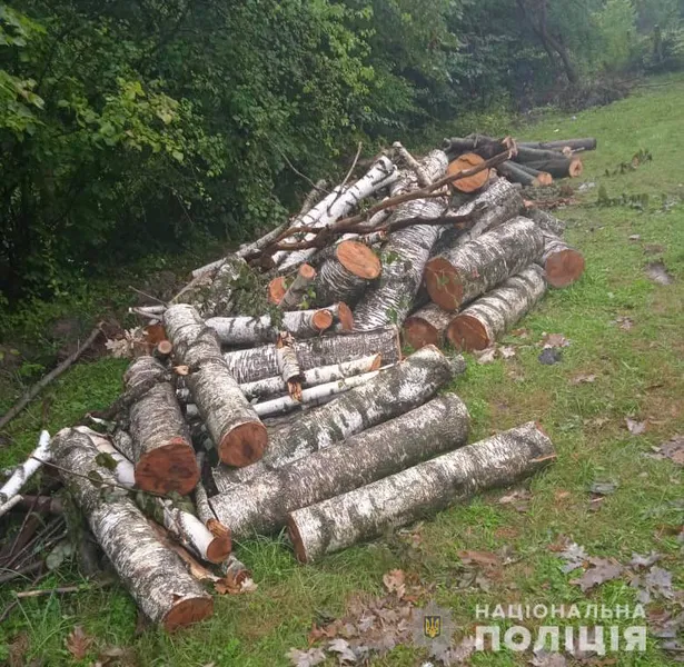 У Луцькому районі чоловік нарубав дерев на 80 тисяч гривень (фото, відео)