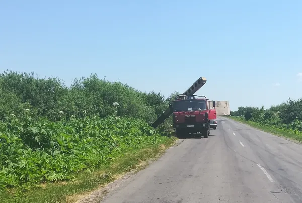 На узбіччях волинських доріг боролися із борщівником
