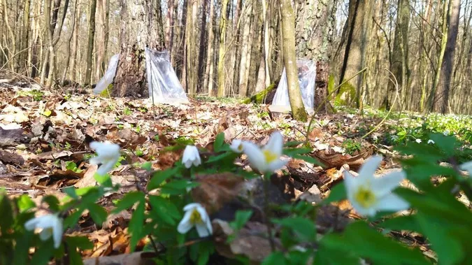 Закривають сезон: як на Волині заготовлюють березовий сік (фото, відео)