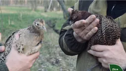 Пернате поповнення: 280 румунських фазанів випустили на волю у волинські ліси (фото)