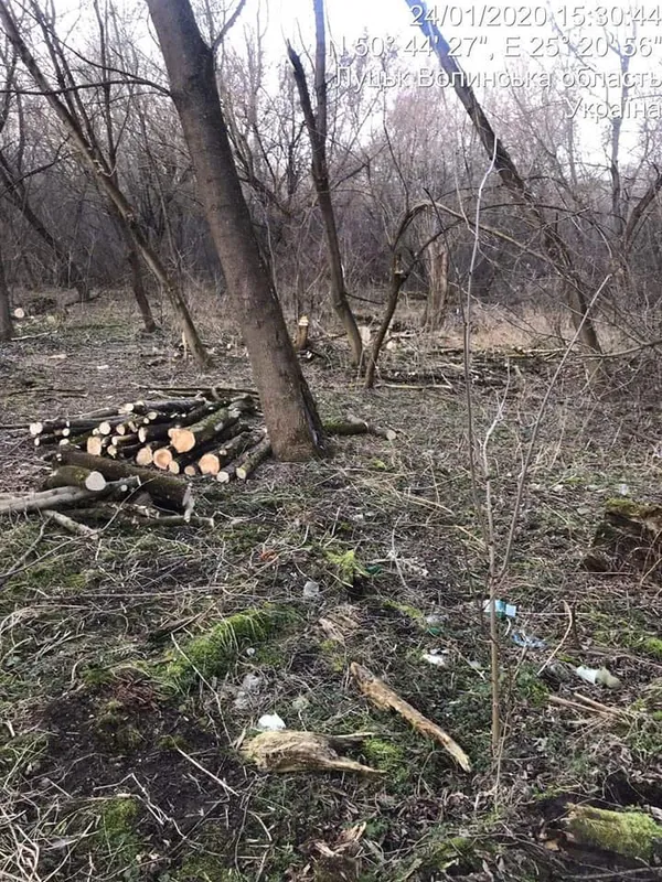 У Луцьку без дозволу зрізали 30 дерев на вулиці Глушець (фото)