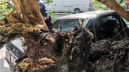 Негода у Луцьку: на припарковане авто впало дерево (відео)