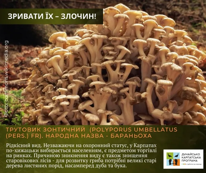 Не тільки отруйні: які гриби не можна збирати в Україні (фото)
