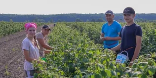 Сто кілограмів ягід за день: родина з Волині вирощує майже два гектари малини (фото)