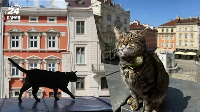 Скільки насправді заробляє «котячий мер Львова» (відео)