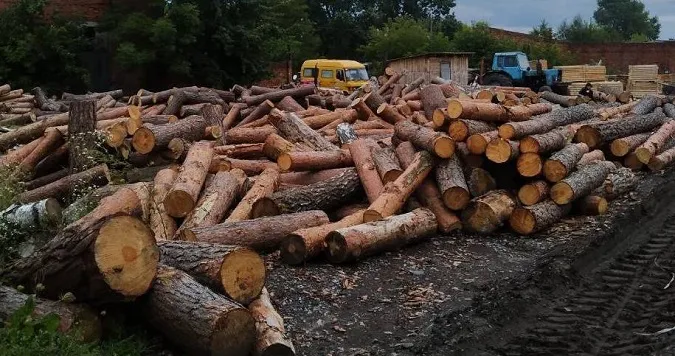 На Волині суд арештував сім сотень соснових колод (фото)