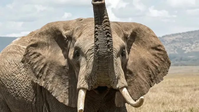 У Таїланді слон обікрав продуктовий магазин