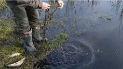 В нацпарку на Волині з браконьєрських сіток визволили рибу (фото)
