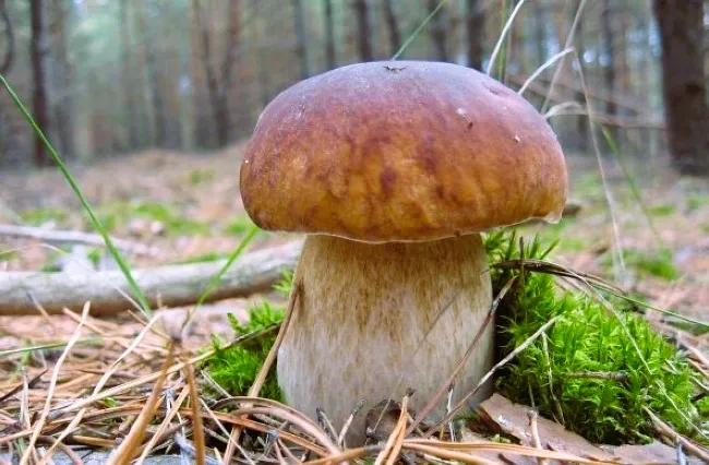 Білі, лисички, маслюки, опеньки: які гриби корисні, а з якими треба бути обережними (фото)