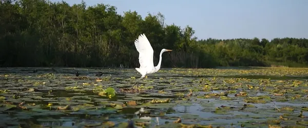 Аж подих захоплює: про Волинь зняли атмосферне кіно (відео)