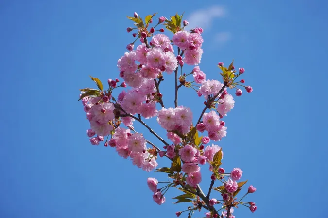 🌸 Неймовірне видовище: у місті на Волині розцвіли сакури (фото)