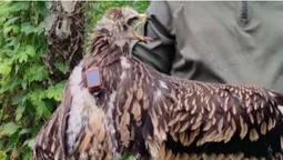 На Волині вперше встановили GPS-передавач на рідкісного пернатого хижака (фото)