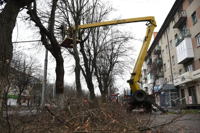Навіщо на Волі в Луцьку обрізають дерева (фото)