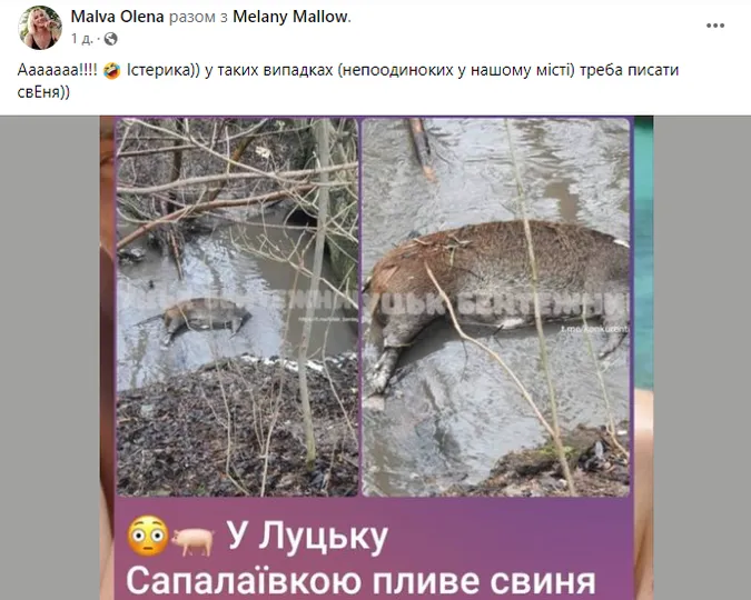 Дохла свиня у Луцьку розірвала інтернет