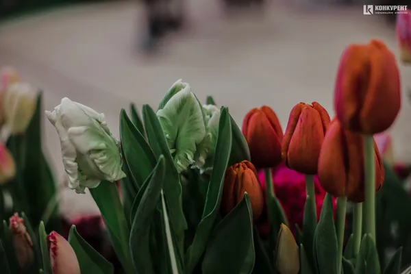 Armani, Dior та ванна у квітах: біля Луцька – pre-party «Волинської Голландії» (фото)