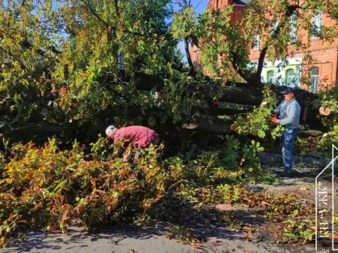 У Володимирі негода вирвала величезне дерево з корінням (відео)