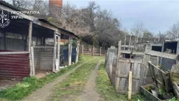 Загинуло декілька тварин: нові подробиці втечі левиць у Хмельницькому (відео)