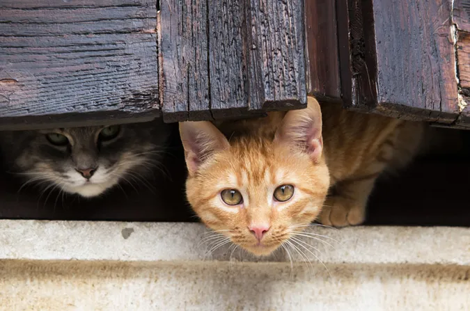 Собака – друг людини, а коти? Що роблять із безпритульними котами в Луцьку