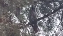 🦉 У місті на Волині помітили загадкову птаху (відео)