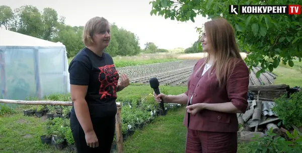 «Син загинув, підберіть нам кольори»: на Волині вирощують плантацію хризантем... для кладовищ (відео)