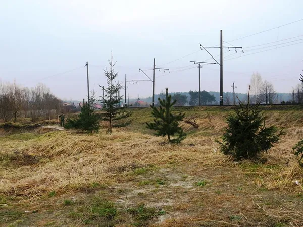 На Волині покрали висаджені біля церкви ялинки (фото) 