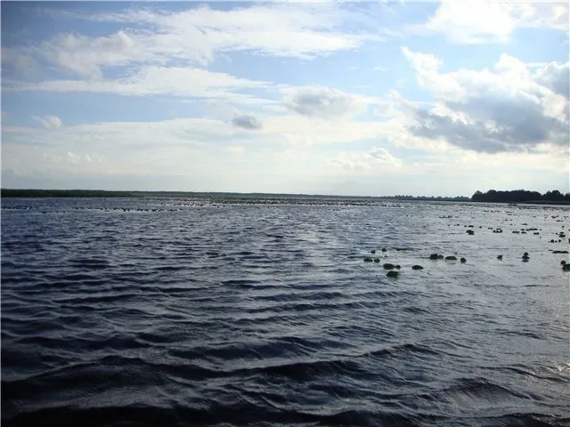 «Ні риби, ні води»: легендарне «щуче» озеро на Волині вкрилося водоростями (відео, фото)