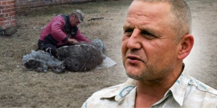Від двох пар овець до великої отари: як господар з Волині розвиває вівчарство (фото, відео)