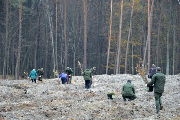 На Волині висадили понад 5 мільйонів сіянців, саджанців та дерев (фото)