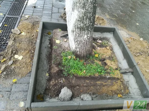 Під час зливи у центрі Луцька завалилося дерево (фото)