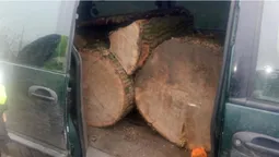 Дуби у «крайслері», сосни на КамАЗі: на Волині зловили крадіїв лісу (фото)