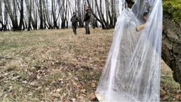 Як правильно збирати березовий сік: поради волинських лісівників