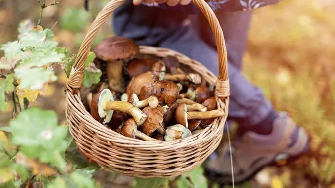 Які гриби можна збирати у жовтні