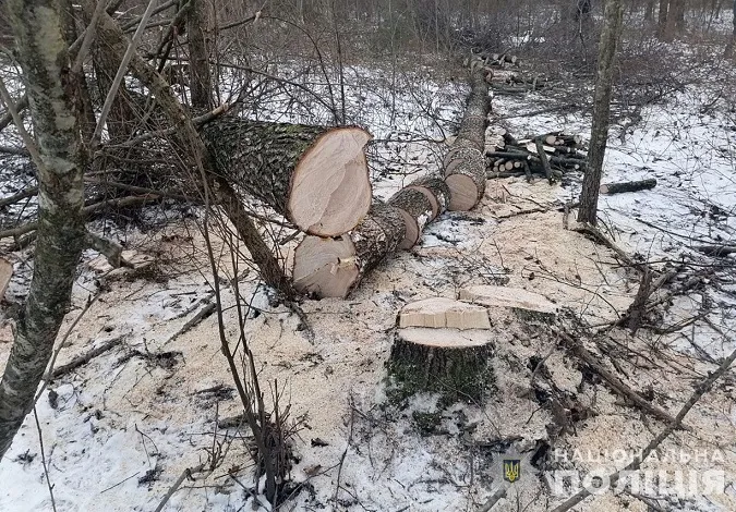У нацпарку на Волині чоловік бензопилою зрізав дерева (фото)