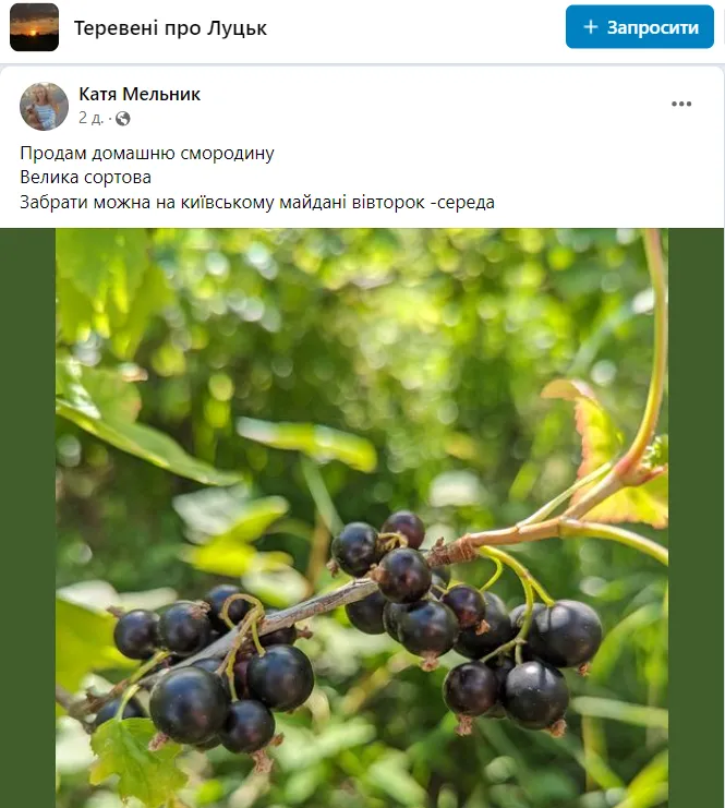 У Луцьку та області продають ранню чорну смородину: ціни (фото)