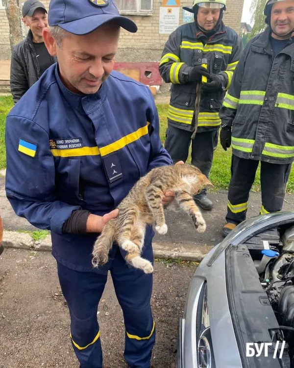 У Нововолинську врятували кота, який застряг під капотом авто (фото)