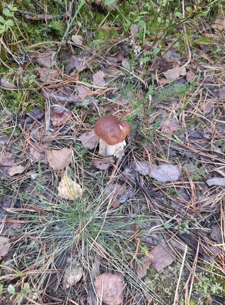 Біля Луцька збирають білі гриби: здали локацію (фото)