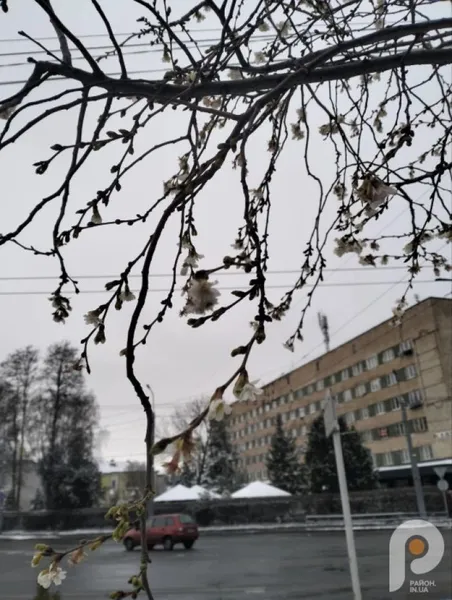Природна аномалія: у Луцьку взимку зацвіла сакура (фото)