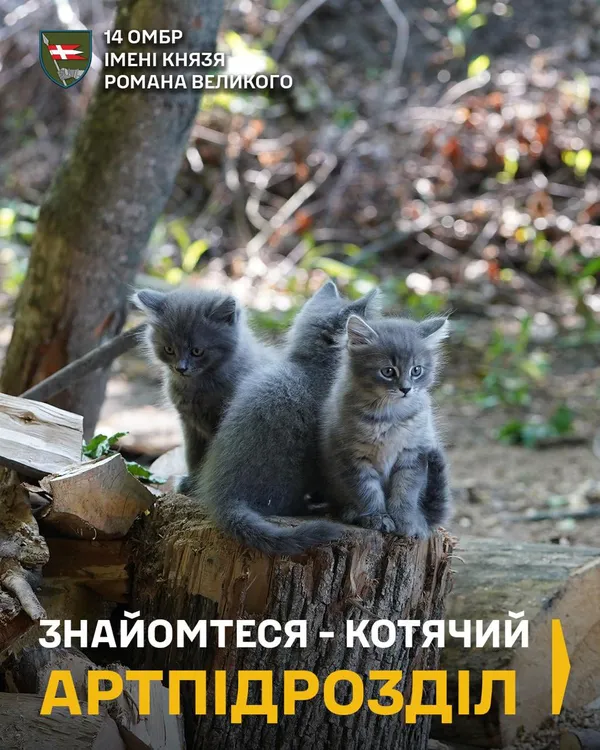 Показали муркотливих ангелів-охоронців артилеристів волинської бригади (фото)