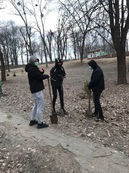 У Нововолинську молодиків, які знищили сосну в парку, змусили посадити 15 таких самих