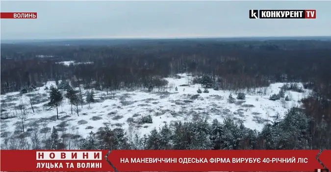 На Маневиччині одеська фірма вирубує 40-річний ліс (відео)