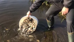 Короп, карась, білий амур: у Ковельське водосховище вселили понад тонну риби (фото, відео)
