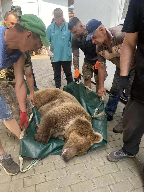 Ведмеді з луцького зоопарку подалися до Молдови (фото)