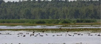 Волинські водойми значно обміліли: чи вплинуло це на кількість водоплавних птахів
