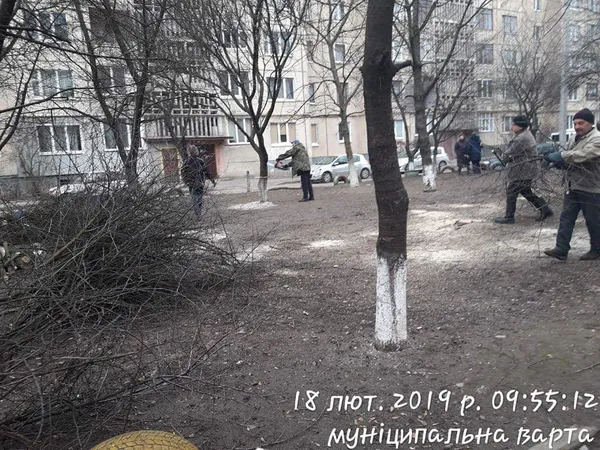 У луцькому дворі незаконно зрізали дерева (фото)