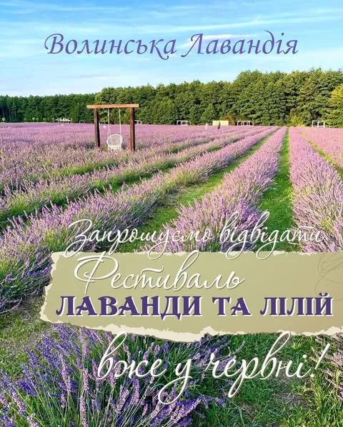 Сезон тюльпанів – все: коли розквітне лавандове поле у «Волинській Голландії» (фото)