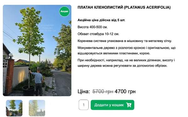 Ціна на платан кленолистий у одному з київських розсадників