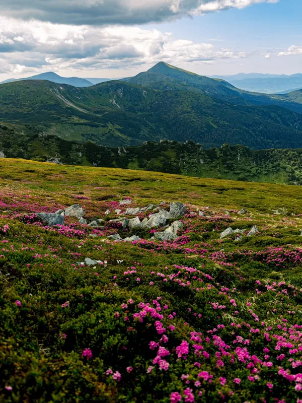 У карпатських лісах зацвіла містична квітка щастя, яка змінює колір раз на рік (фото)