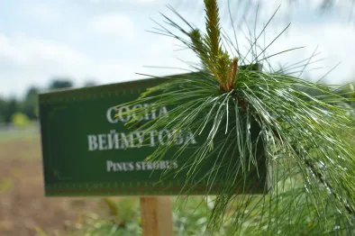 Лісівники Володимирщини створили дендропарк (фото, відео)